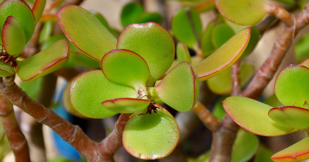 Jade Plant ‘Botany Bay’.png