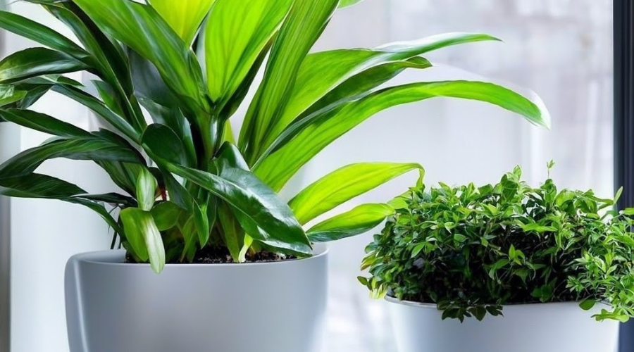 indoor-plants-in-winter.png