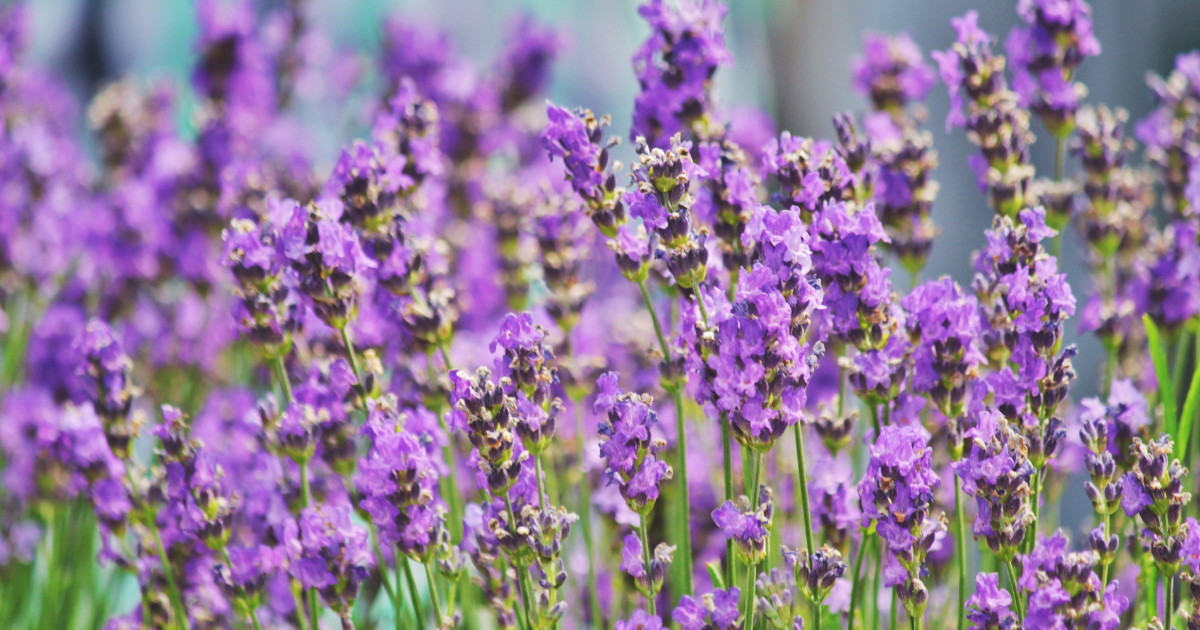 Lavender.png