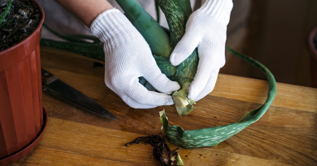 propagating aloe vera (1).png