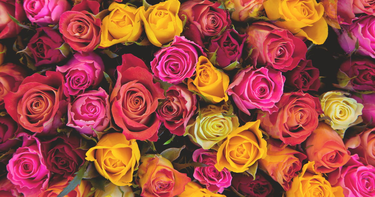 Choosing The Right Rose Variety.png