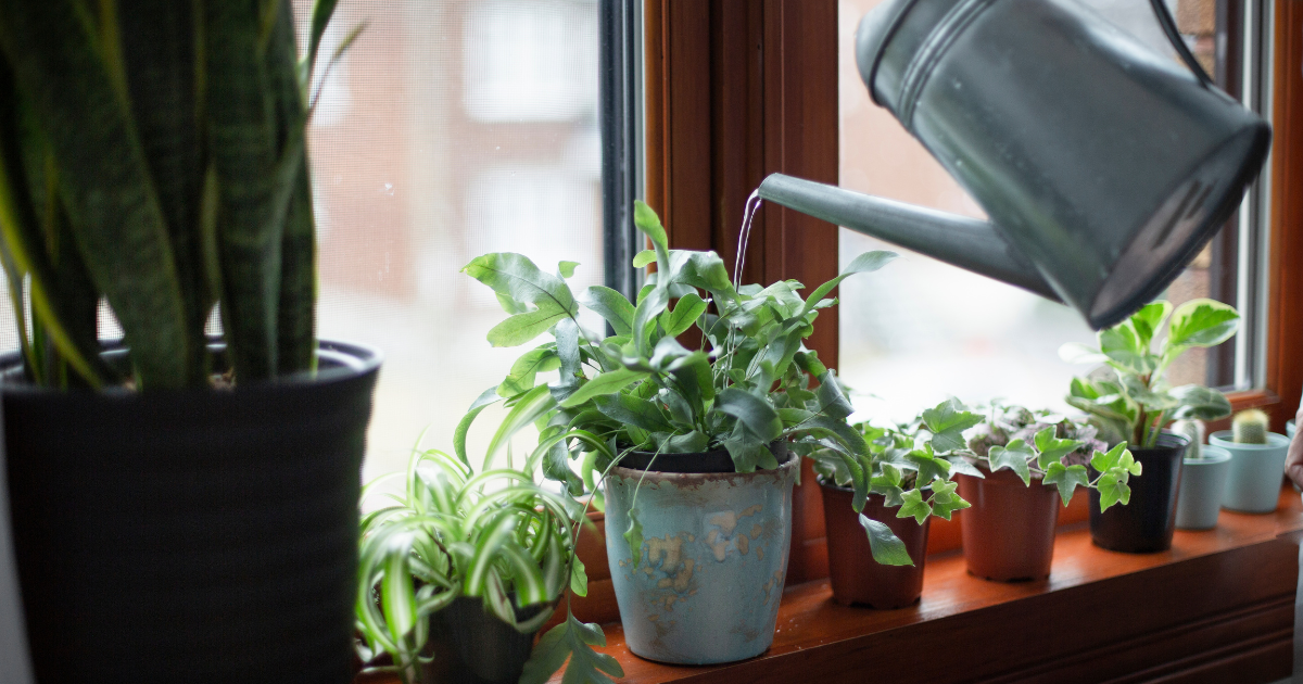 watering Houseplant.png