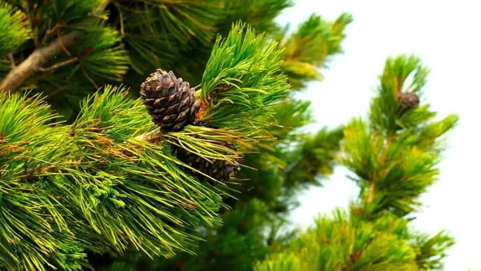 Healing power of Siberian Pine