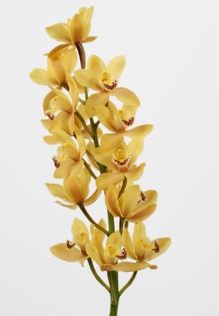 Cymbidium - variétés