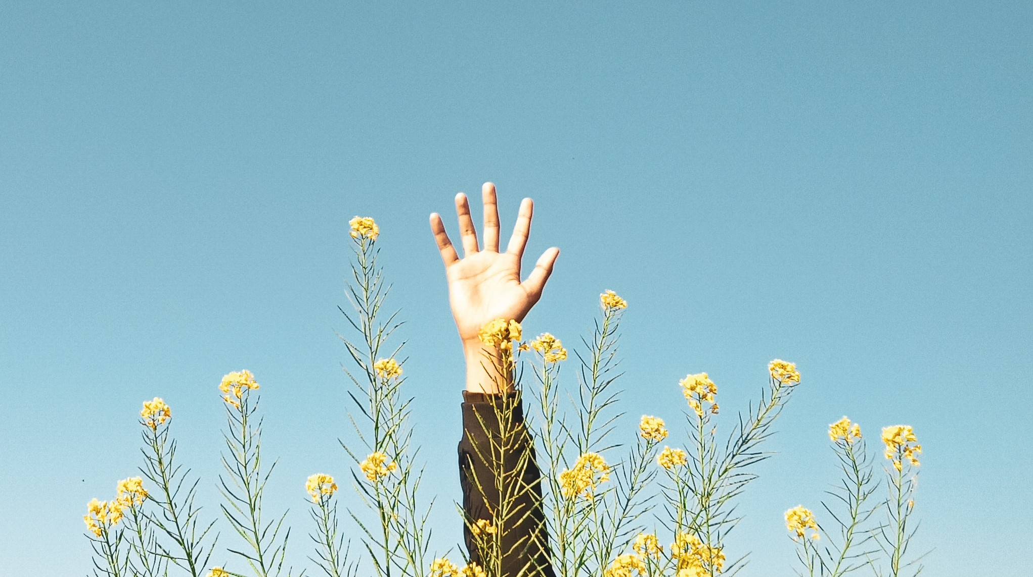 Dłoń pośród kwiatów pokazująca pięć palców