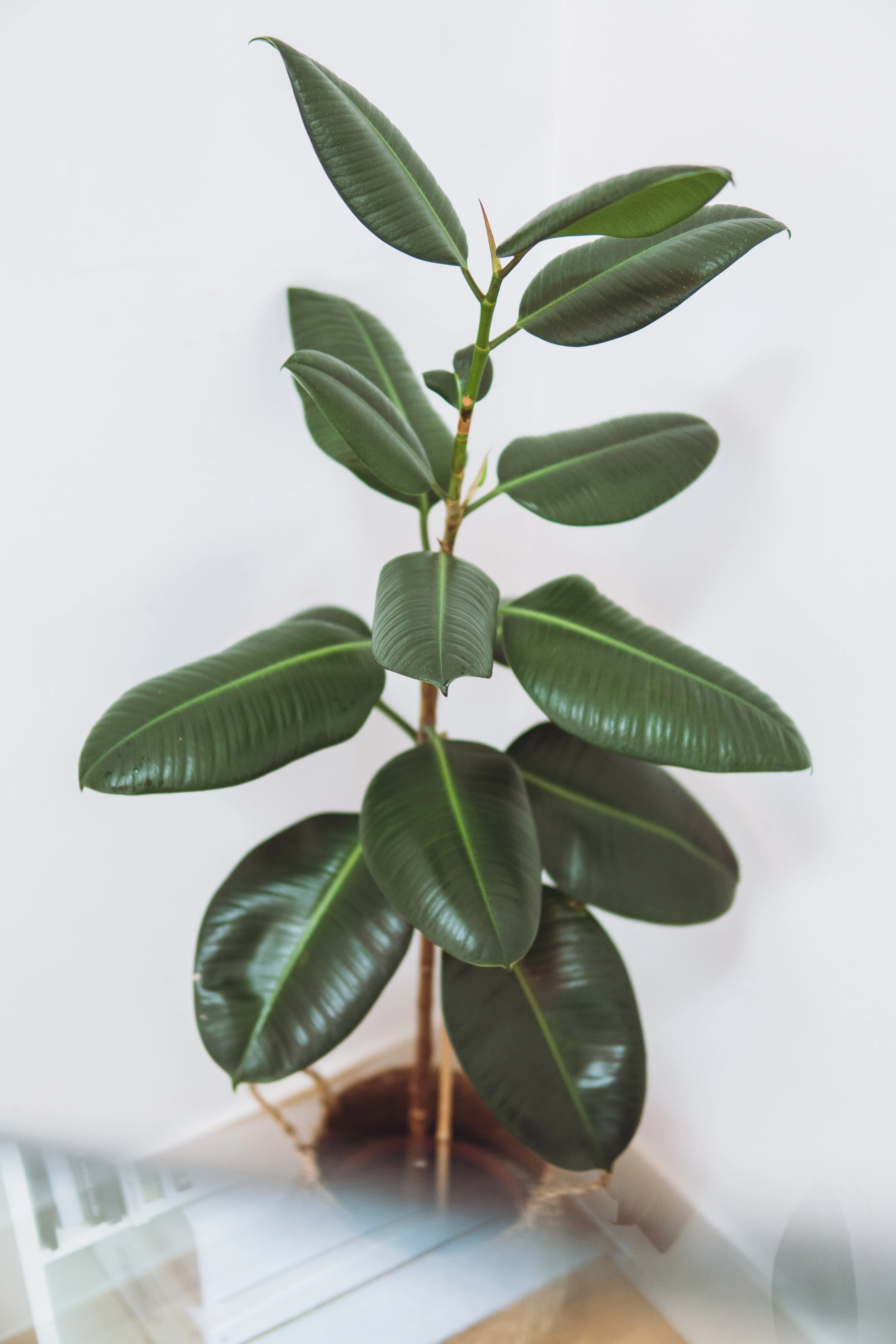 rubber plant for work.webp