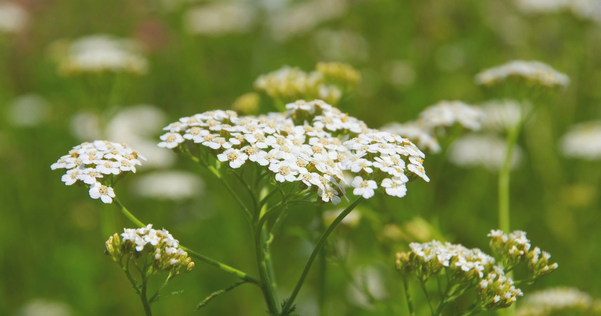 yarrow.png