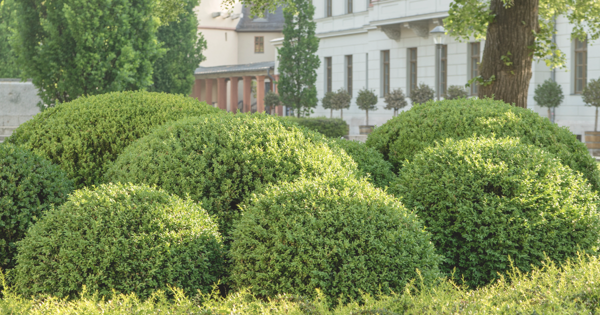 Boxwood (1).png