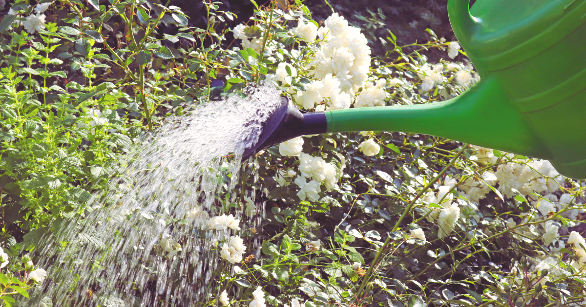 Watering Tips for Hot Weather.png