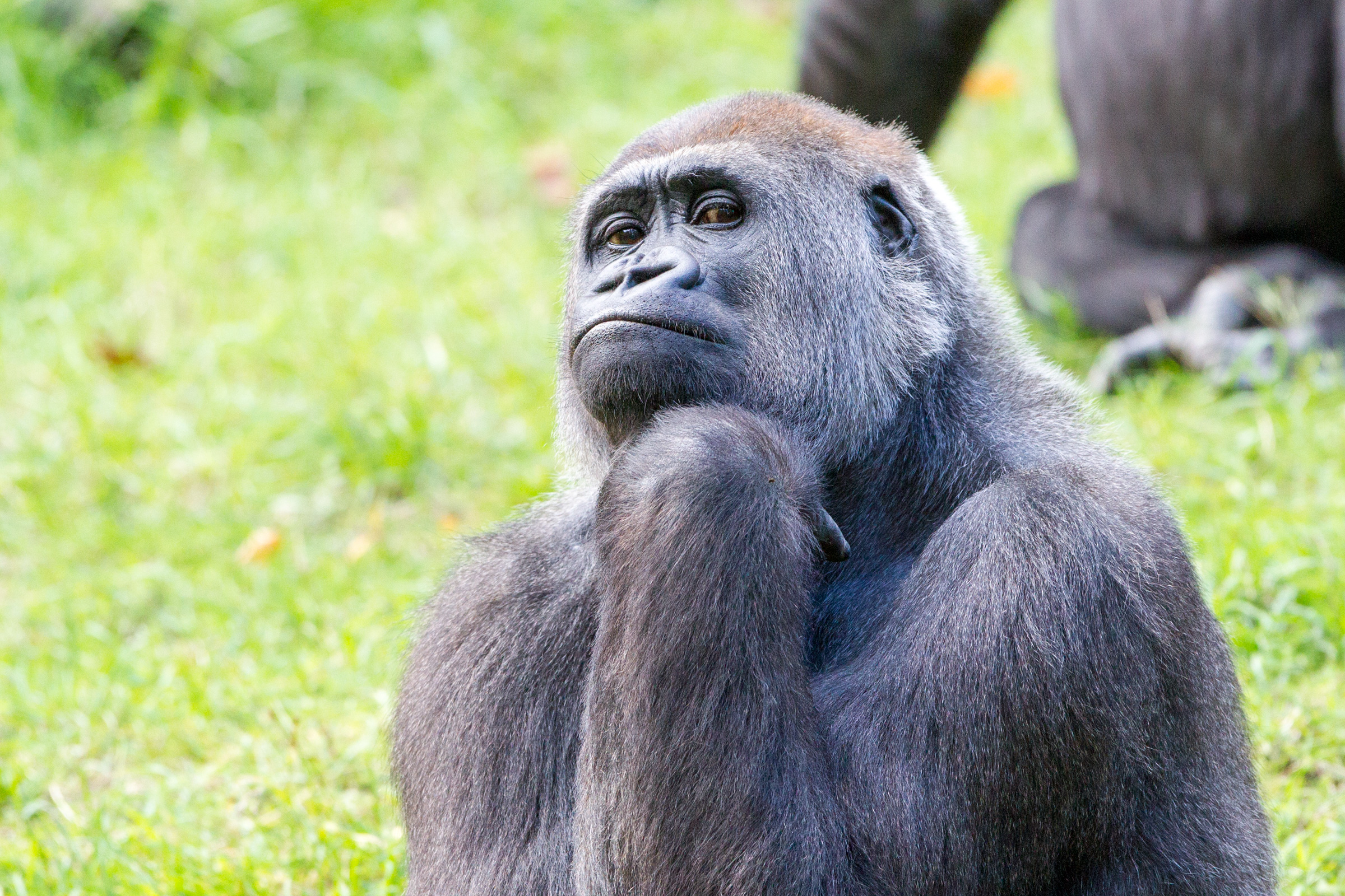 gorilla.jpg