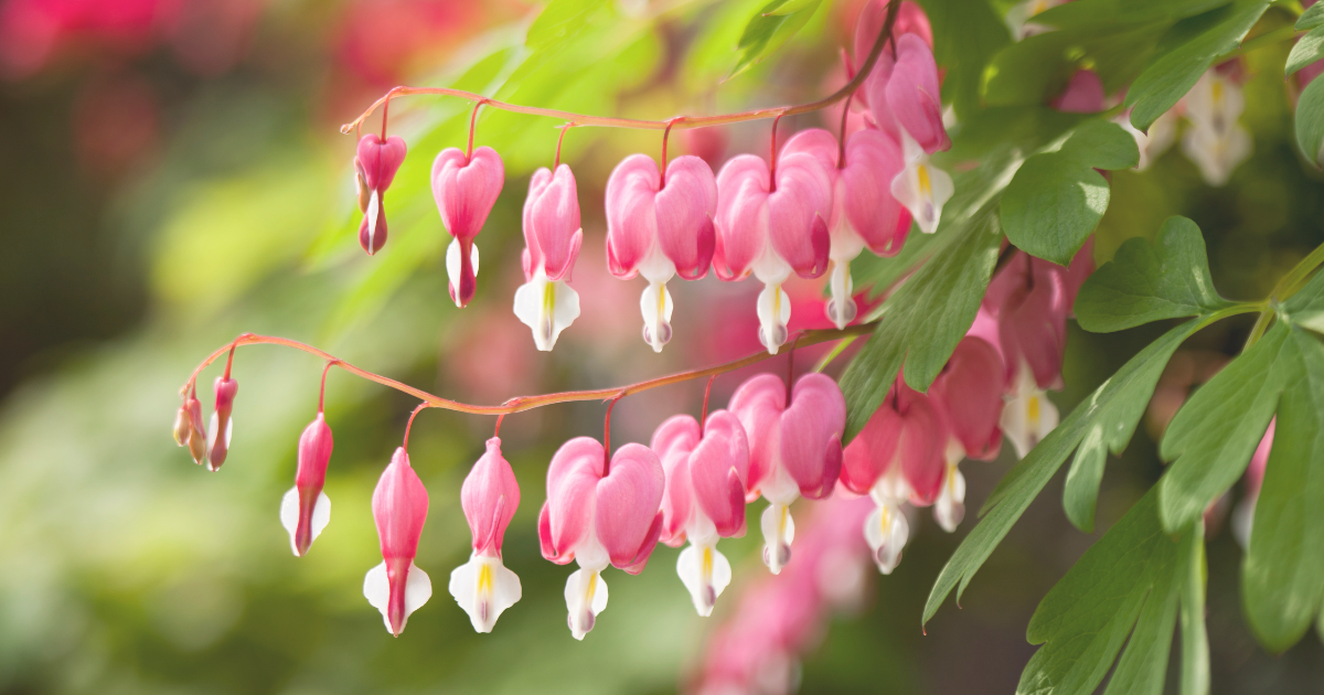 Bleeding Hearts.png