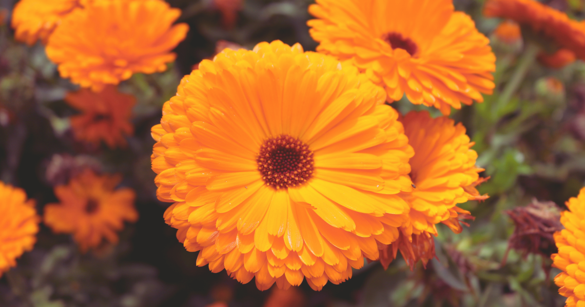 Calendula.png
