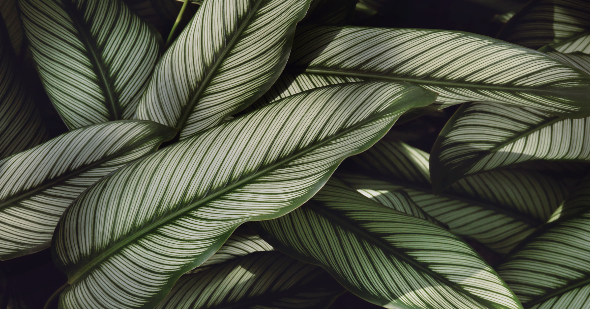 Calathea Vittata.png