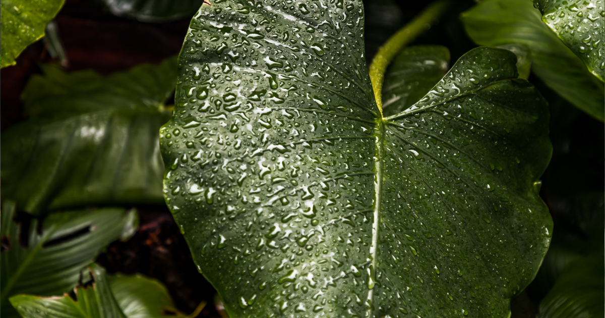 watering philodendron.png