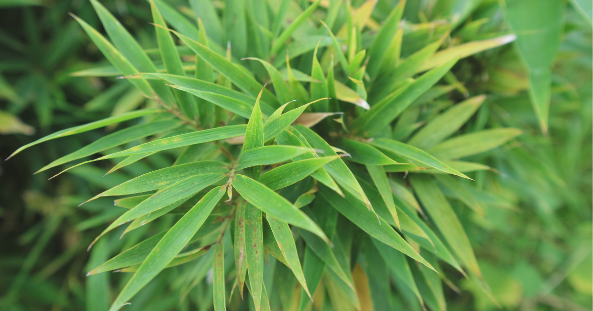 Umbrella Bamboo.png