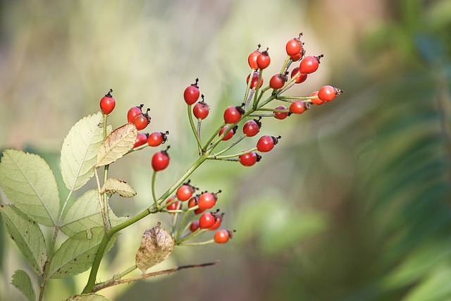 rosehips-g5e950fcb3_640.jpg