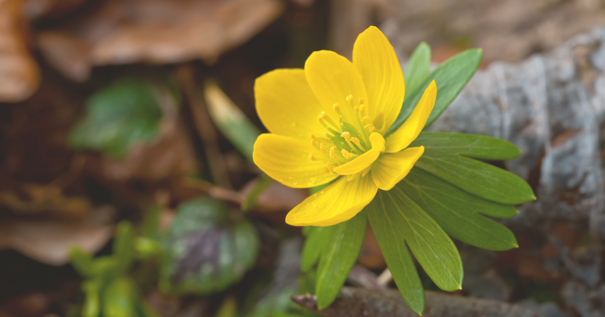 Winter Aconite.png