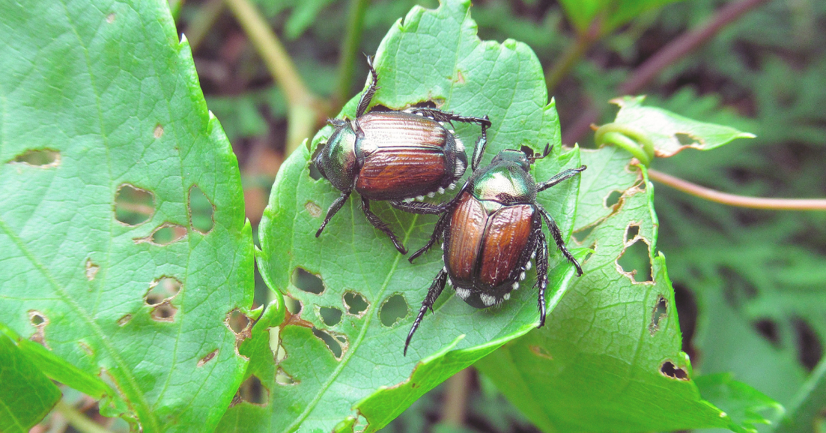 Japanese Beetles.png