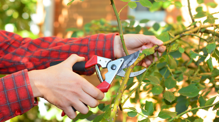 pruning-china-rose.png