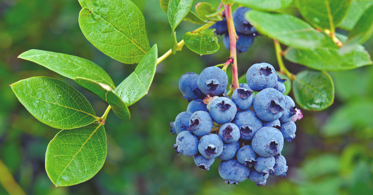 BLUEBERRIES.png