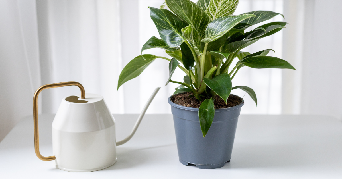 How to Grow and Care for Tree Philodendron Houseplants