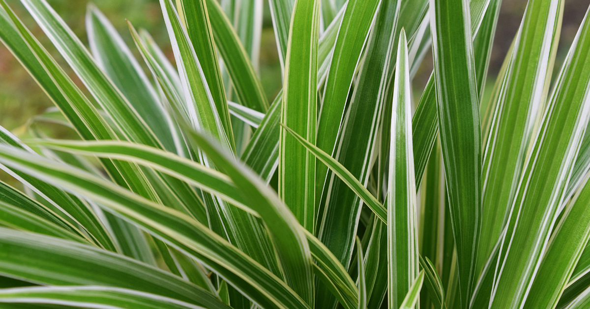 Spider Plant (1).png