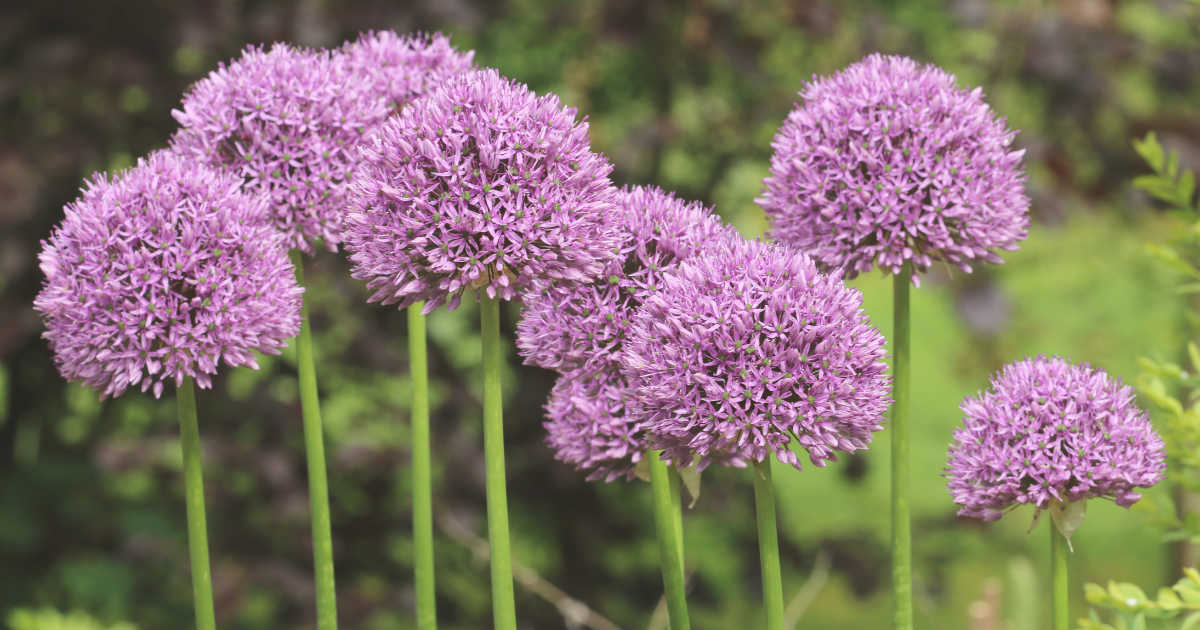 Alliums.png