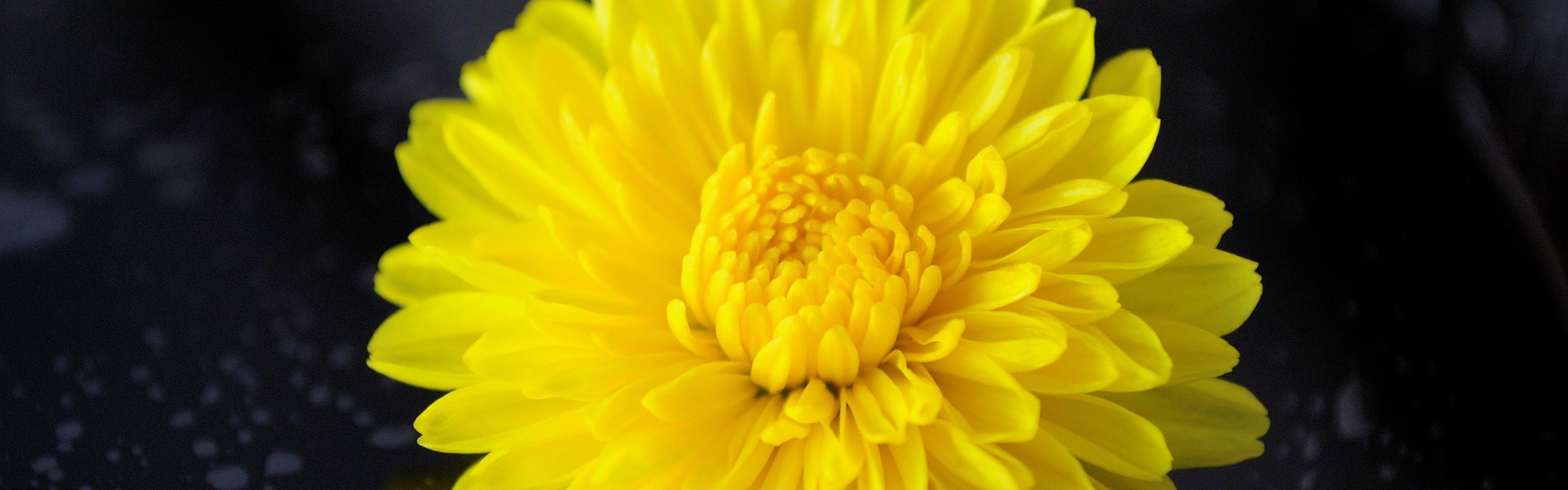 Guide - Chrysanthemum.jpg