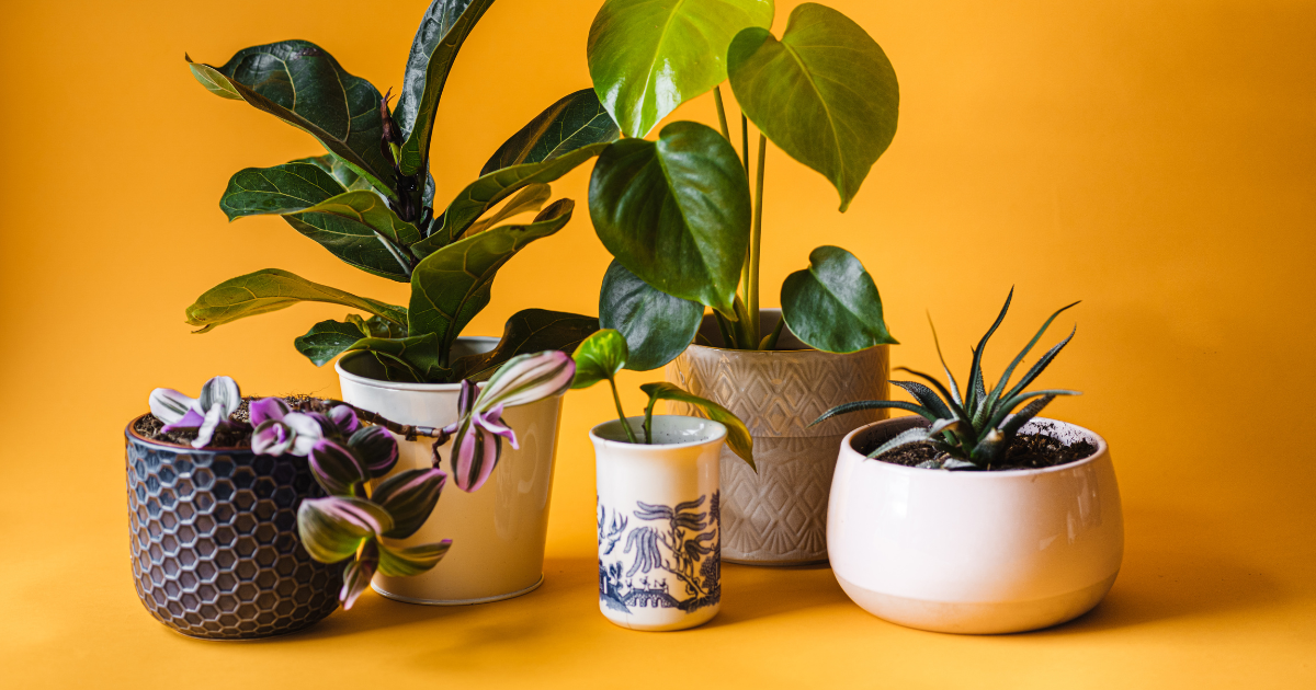 houseplants  (1).png