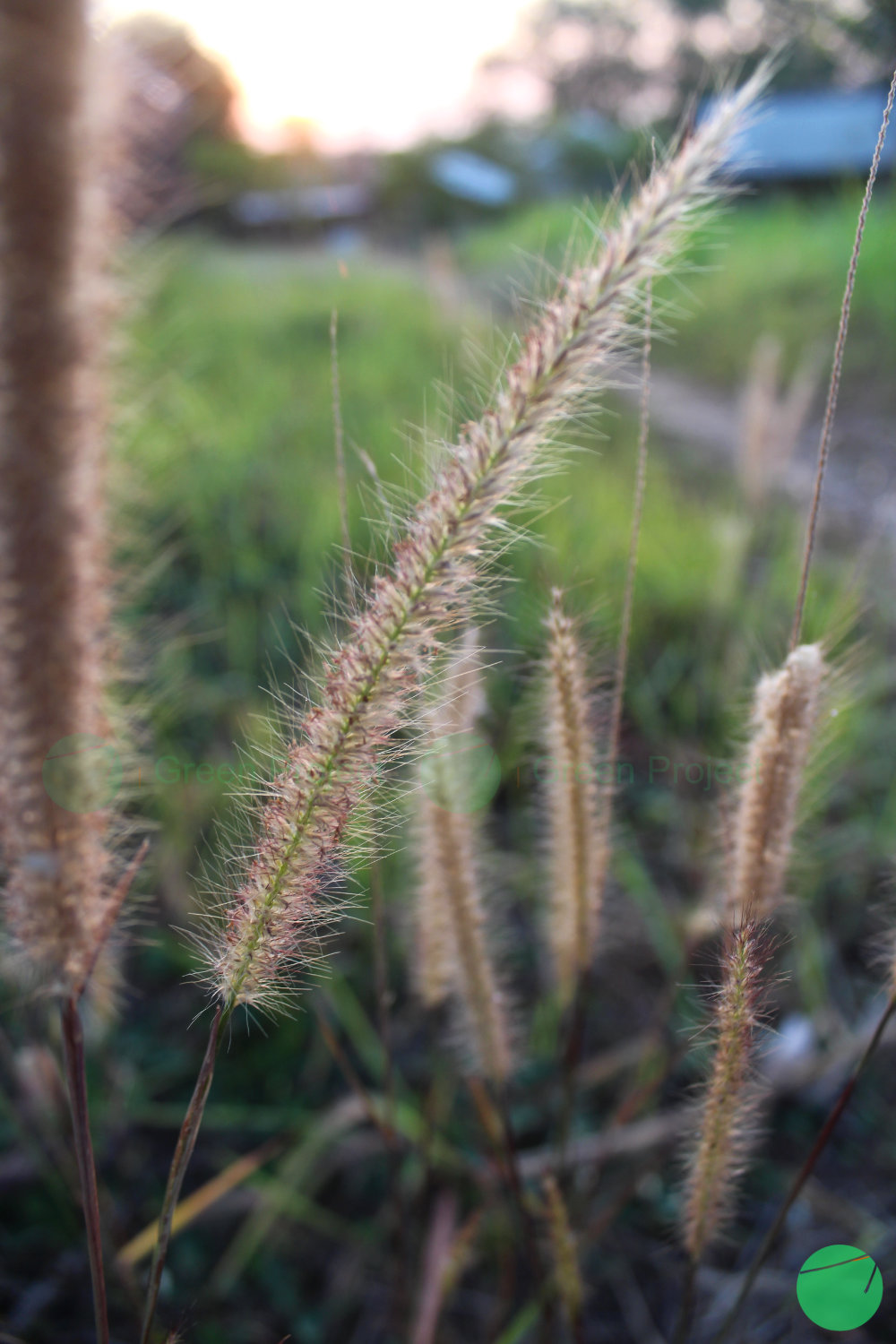rumput desho - Pennisetum pedicellatum - 3.jpg