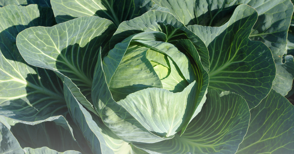 Plant Cabbage (1).png