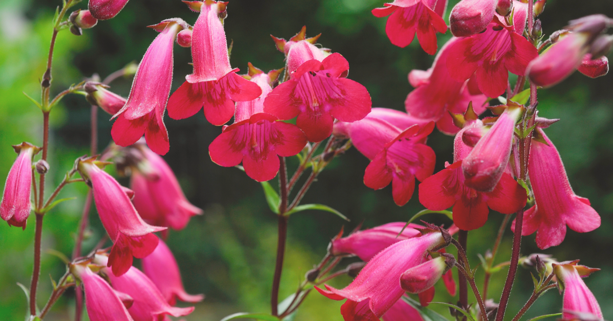 Penstemon.png