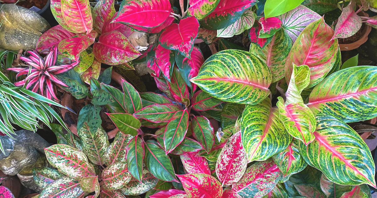 Aglaonema.png