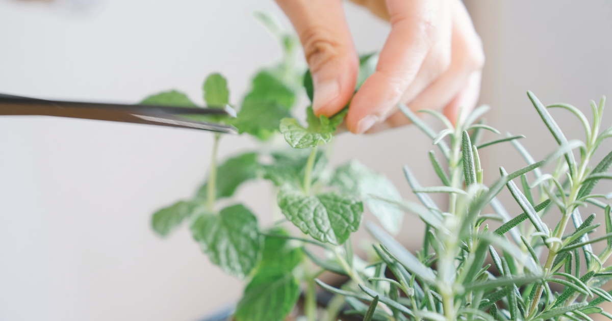 Mistakes to Avoid When Pruning in May.png