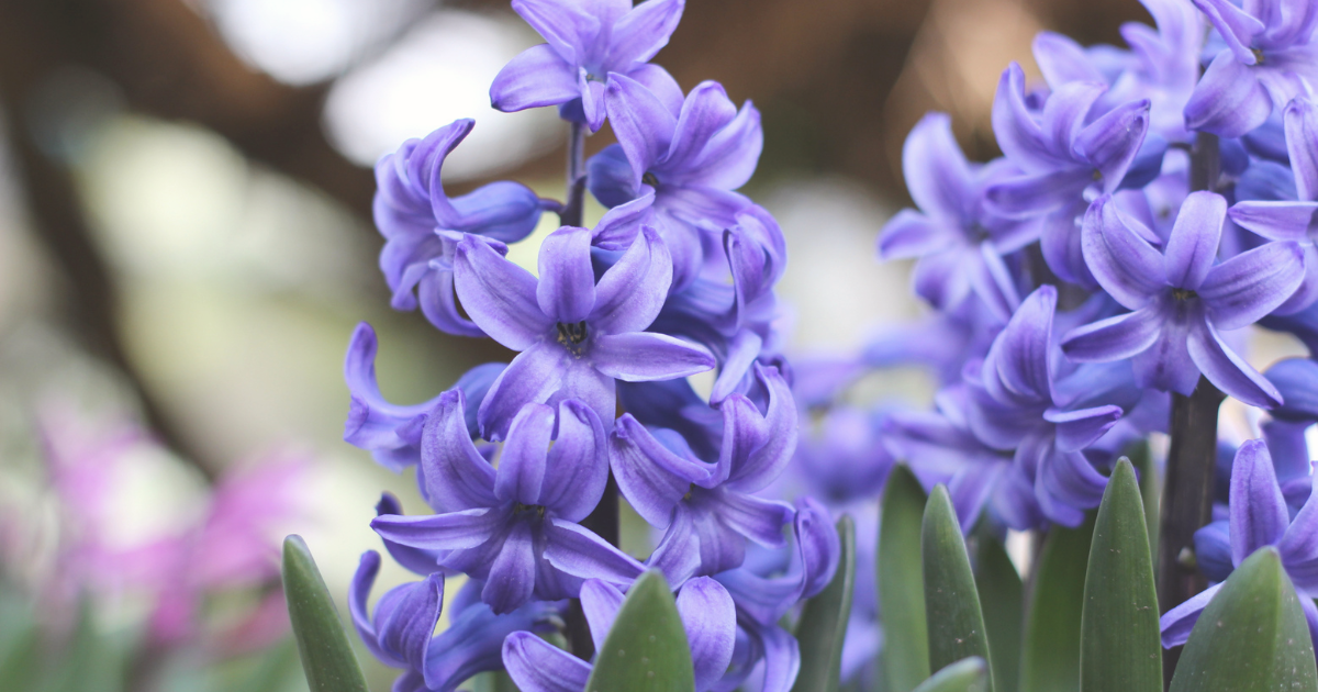 Hyacinths.png