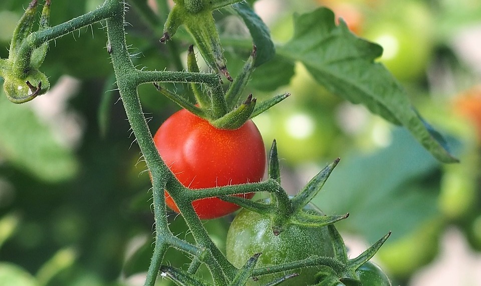 cocktail-tomatoes-7461032_1280.jpg