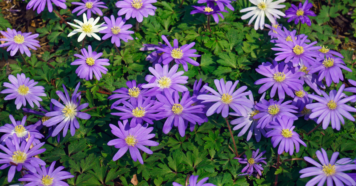 Grecian Windflowers.png