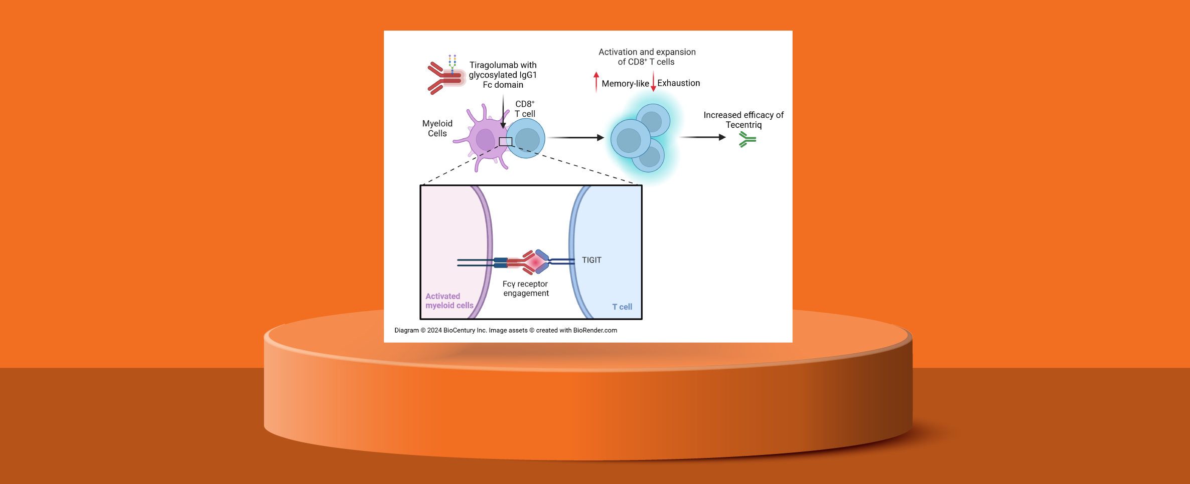 BioCentury - Science spotlight: Roche’s anti-TIGIT mAb benefits from Fc ...