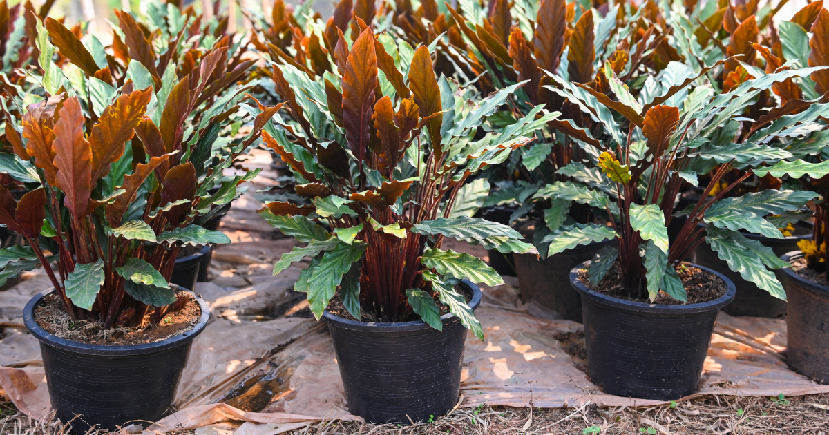 Calathea Rufibarba.png