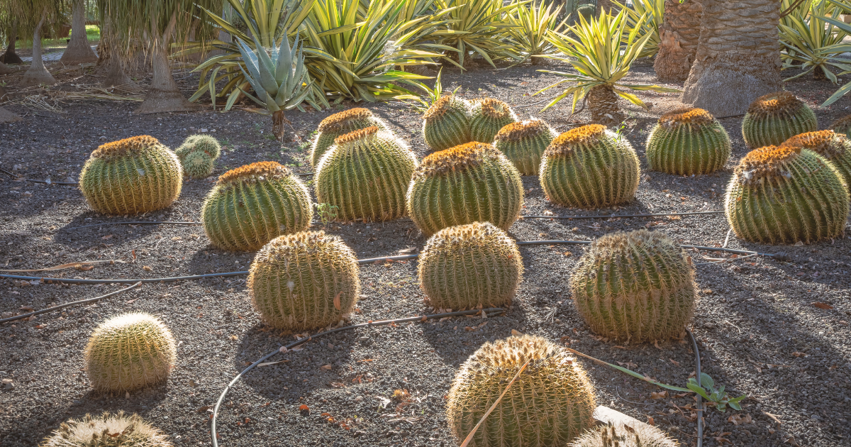 Globular Cacti.png