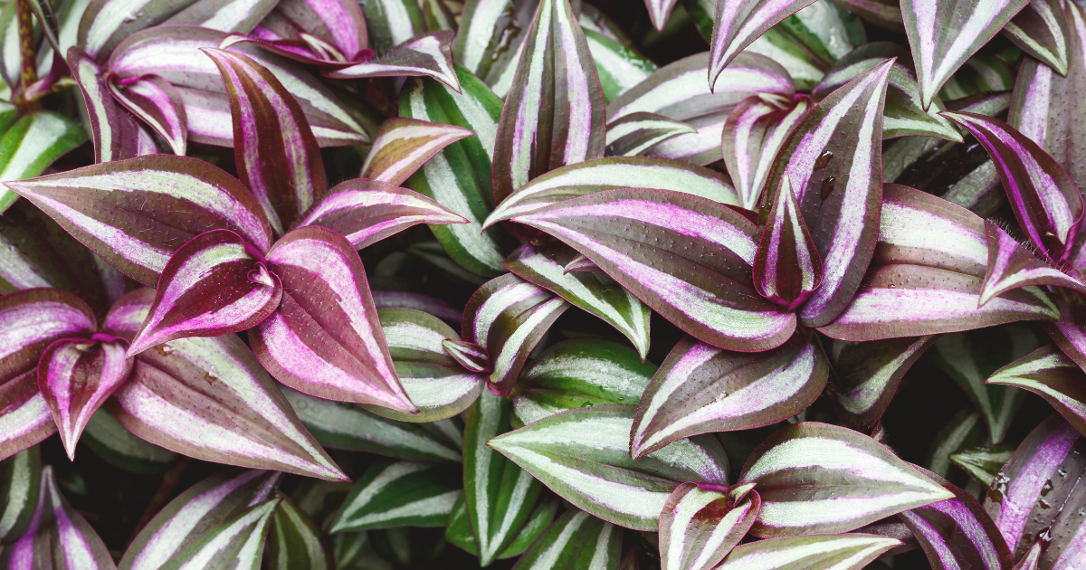 Tradescantia.png