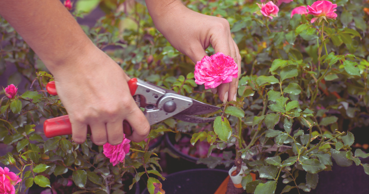 June-Specific Garden Maintenance.png