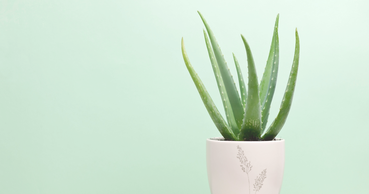 Repotting Aloe Vera plant.png