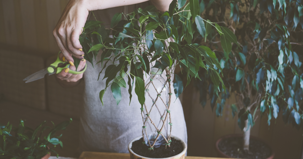 How to Prune Fast-Growing Indoor Plants.png