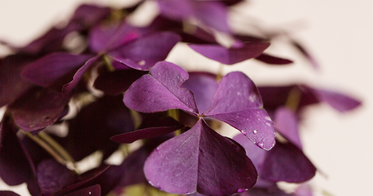 Oxalis triangularis lighting requirements.png