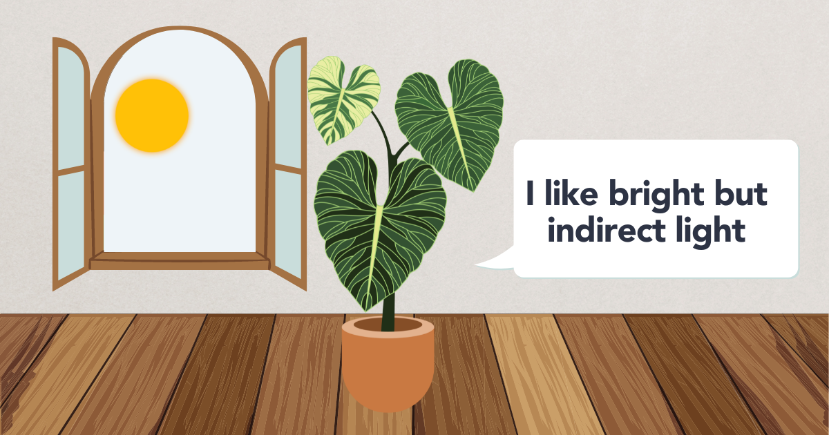 Philodendron light.png