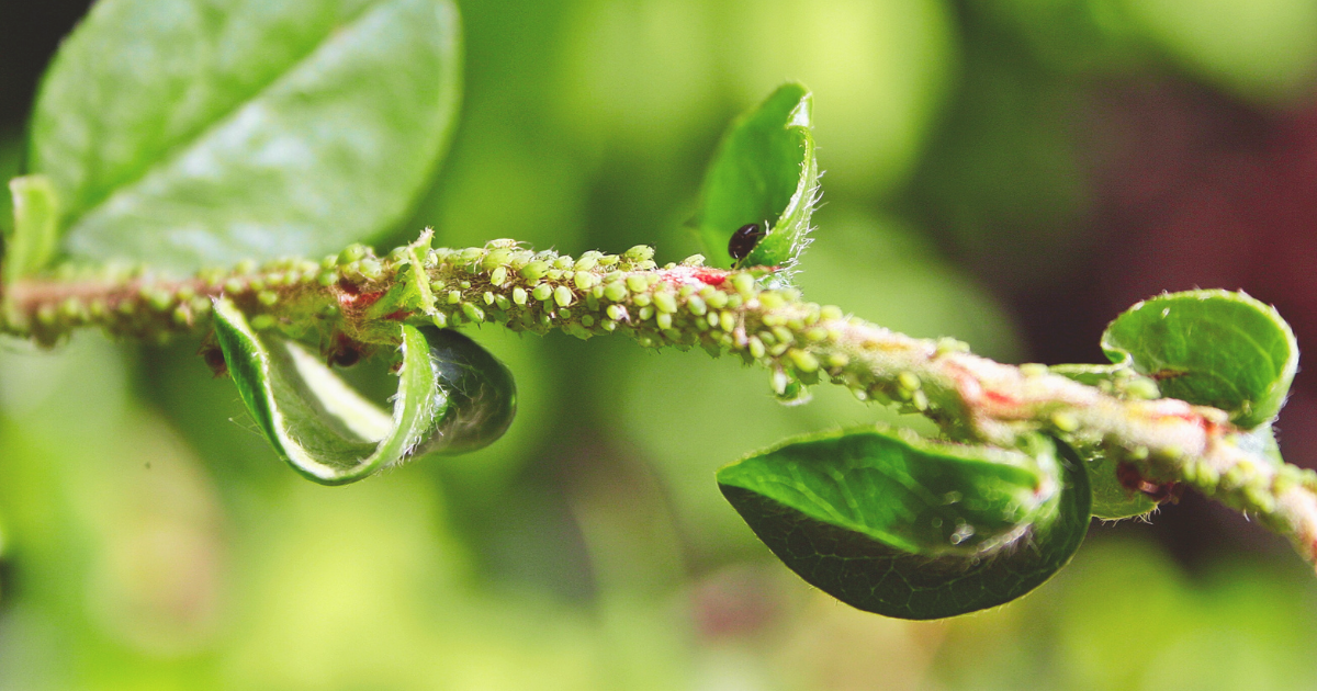 Aphids.png
