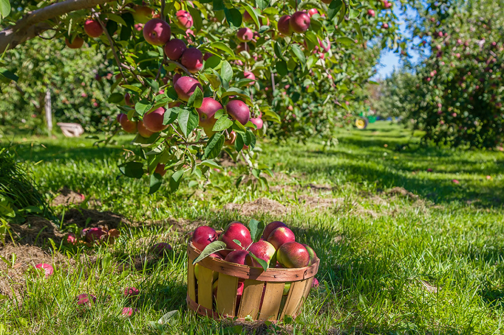 A basket of freshly-picked apples sits beneath a tree in an apple orchard.