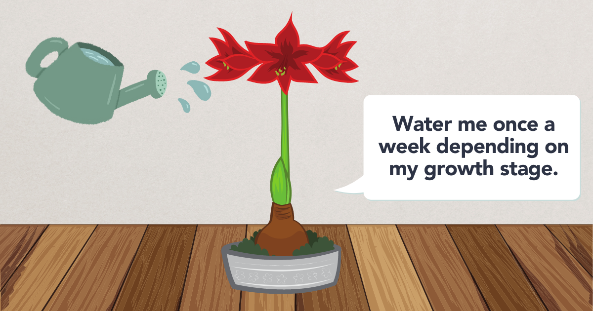 watering Amaryllis.png