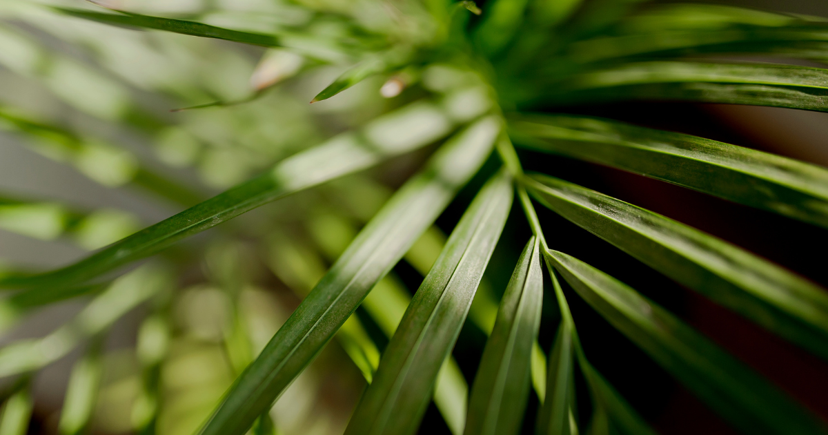 Parlor Palm.png